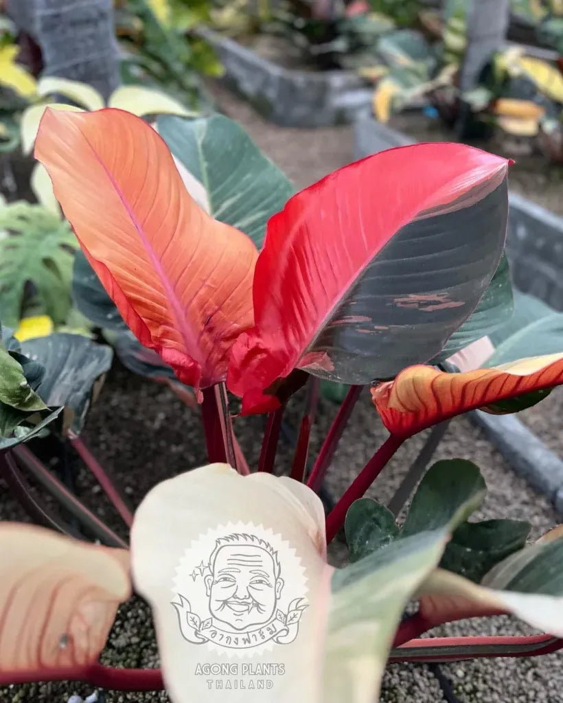 Philodendron Rojo Congo - View 10 from www redcrocus com