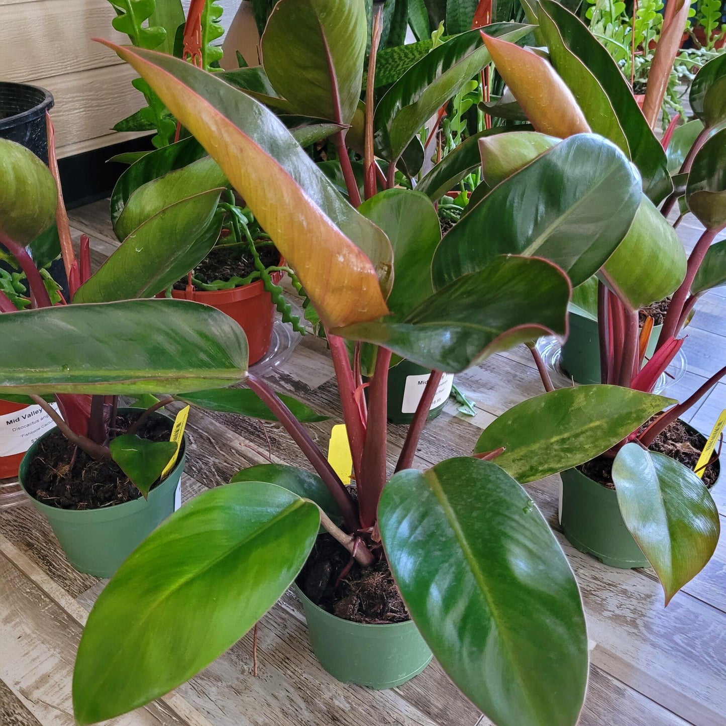 Philodendron Rojo Congo - View 10 from www redcrocus com