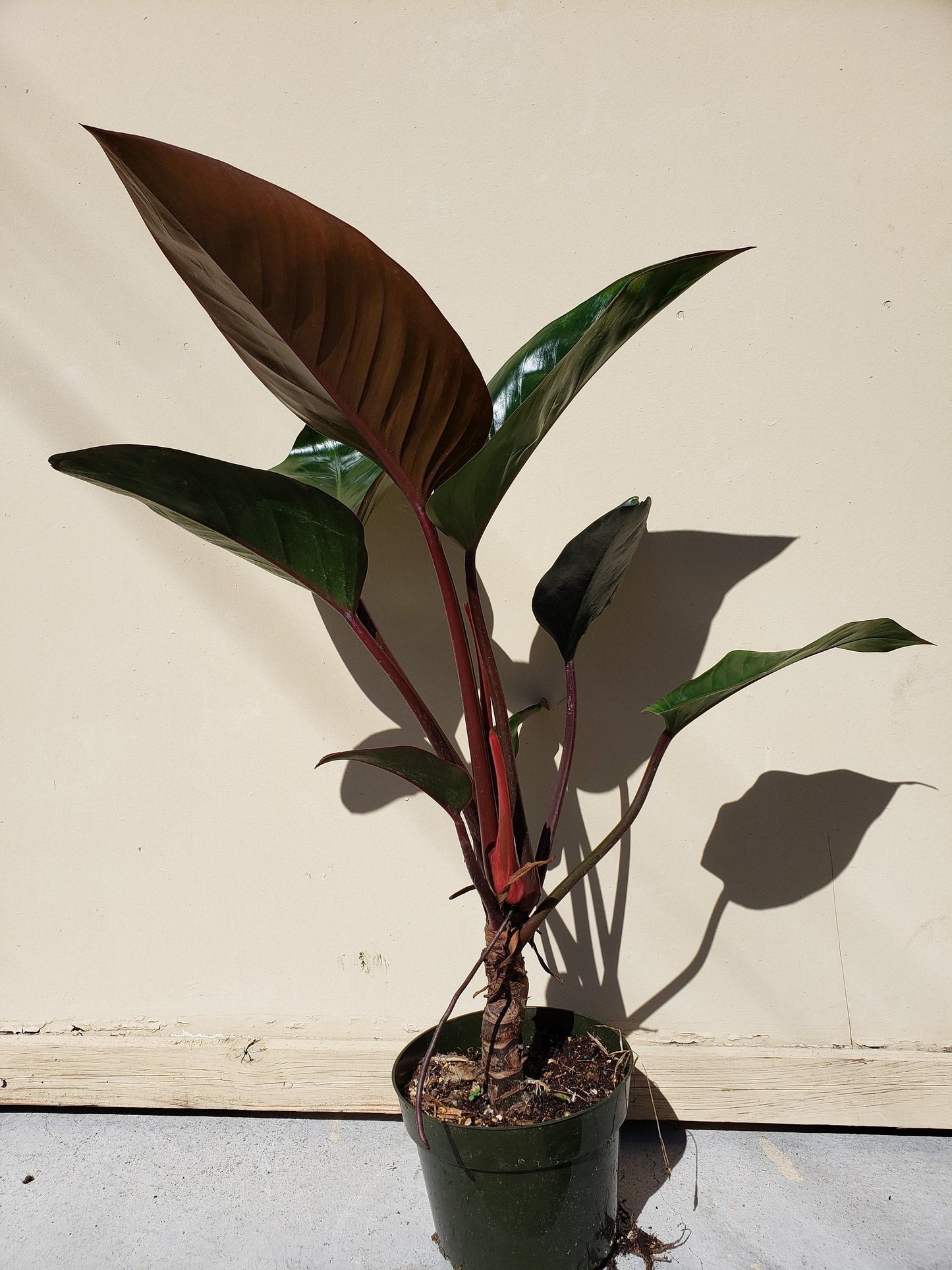 Philodendron Rojo Congo - View 11 from www redcrocus com