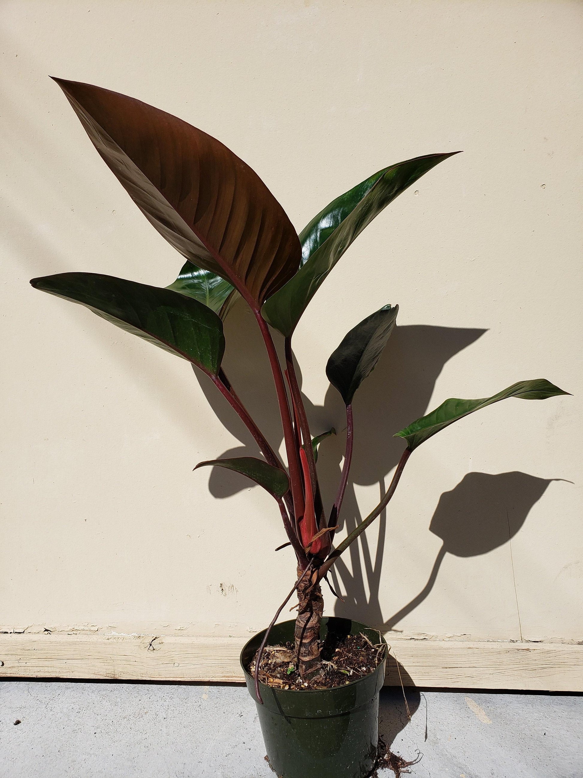 Philodendron Rojo Congo - View 11 from www redcrocus com