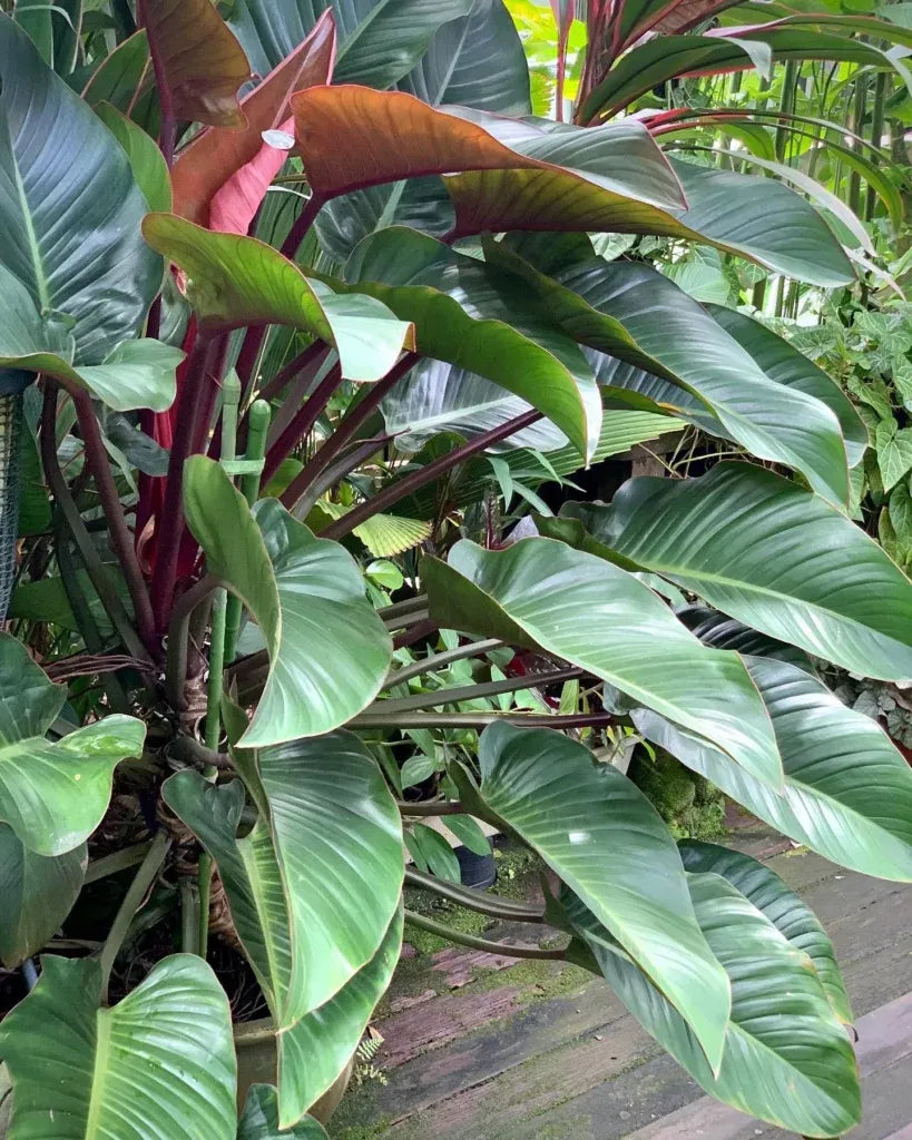 Philodendron Rojo Congo - View 12 from www redcrocus com