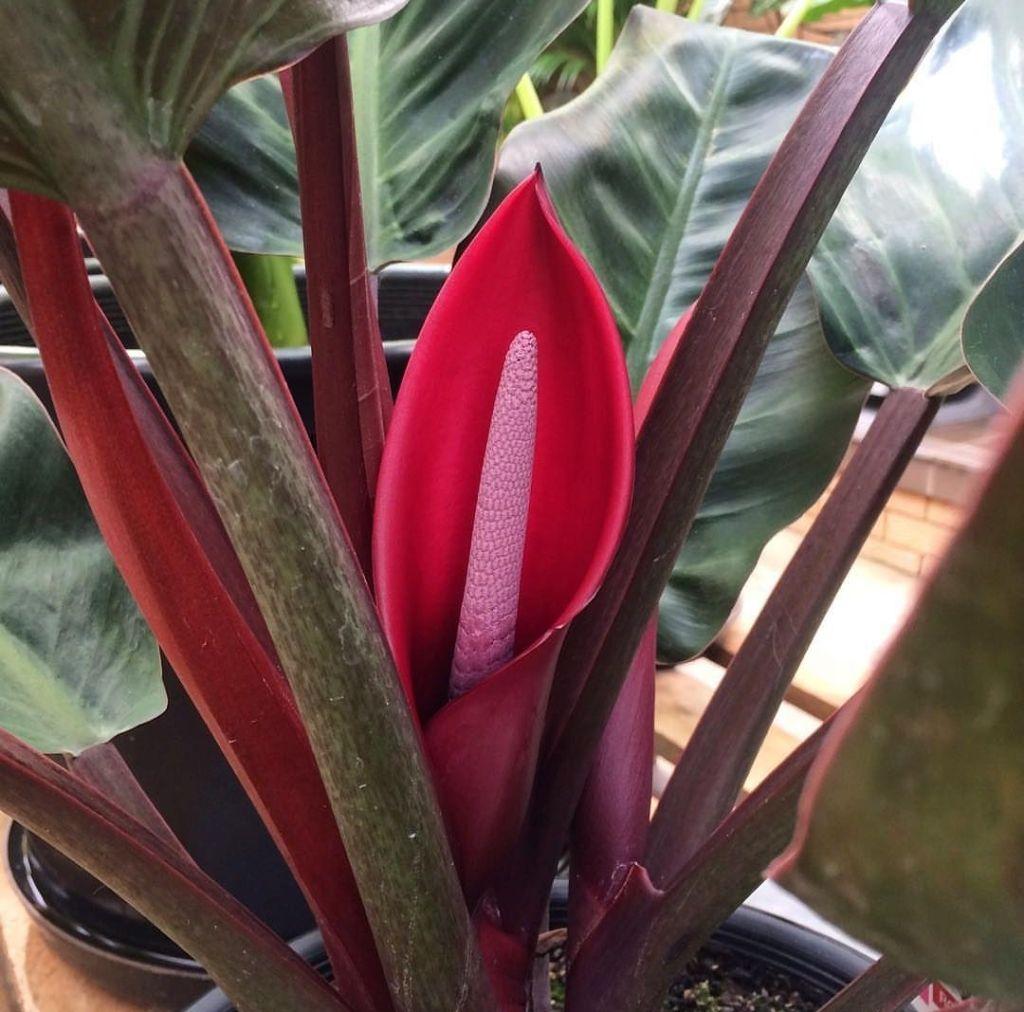 Philodendron Rojo Congo - View 14 from www redcrocus com