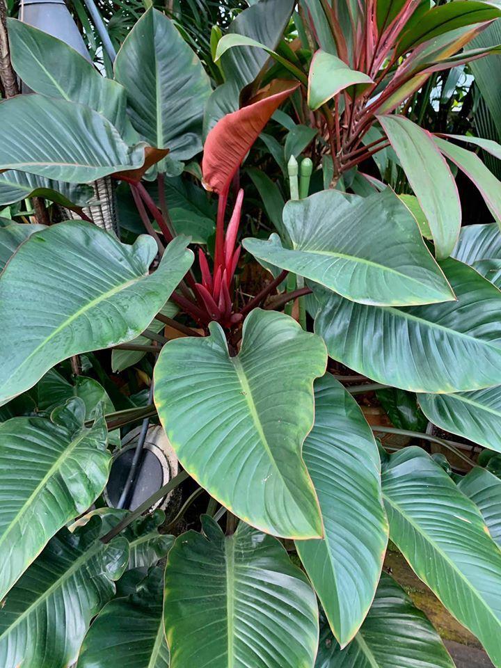 Philodendron Rojo Congo - View 15 from www redcrocus com