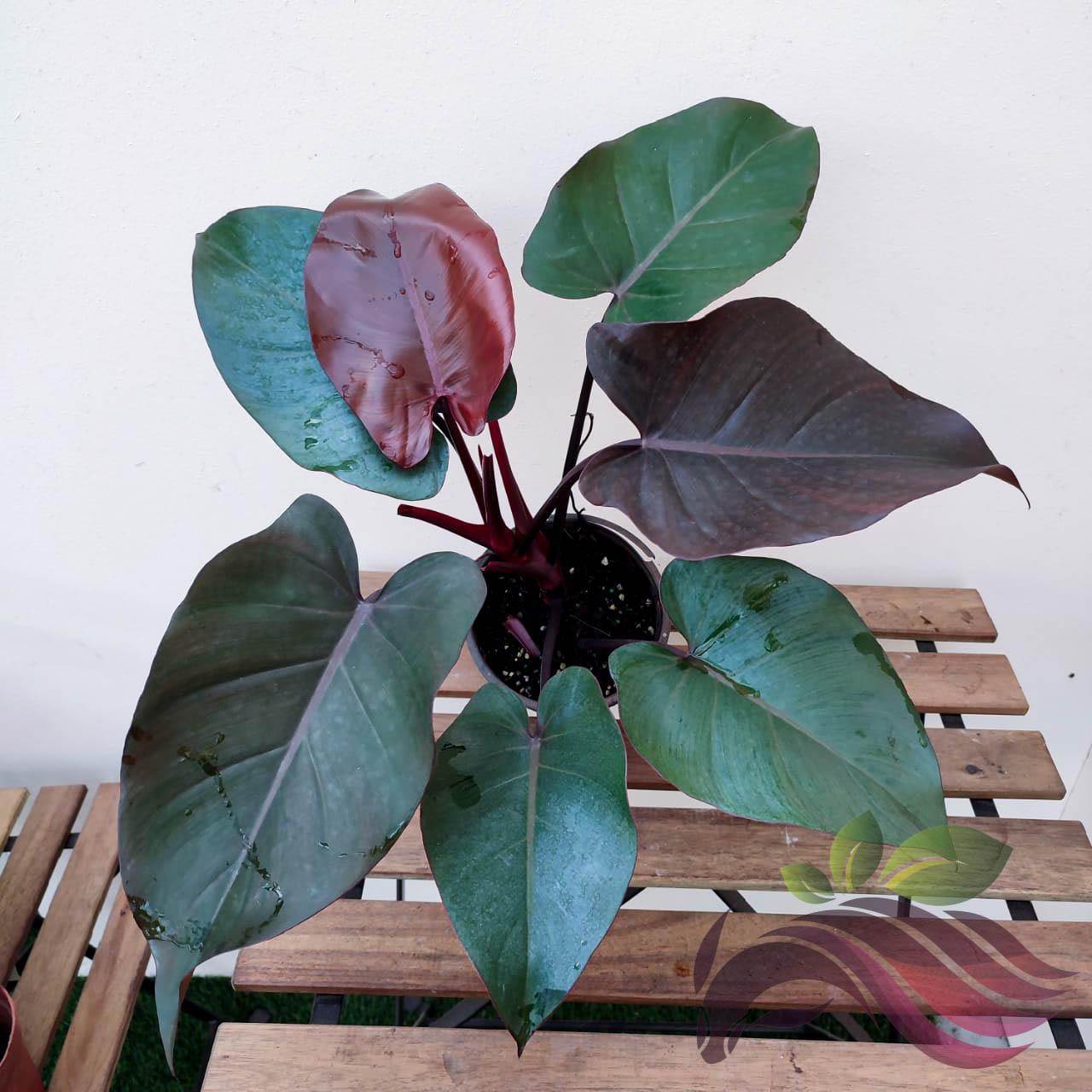 Philodendron Rojo Congo - View 16 from www redcrocus com