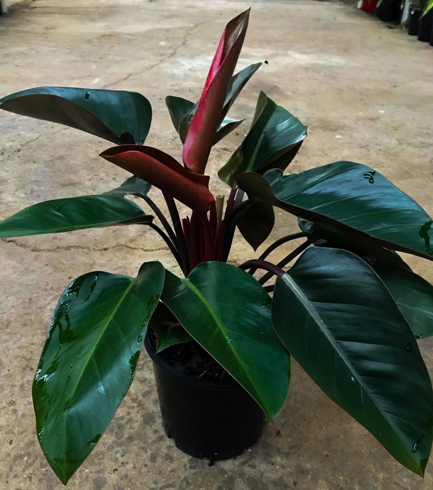 Philodendron Rojo Congo - View 18 from www redcrocus com