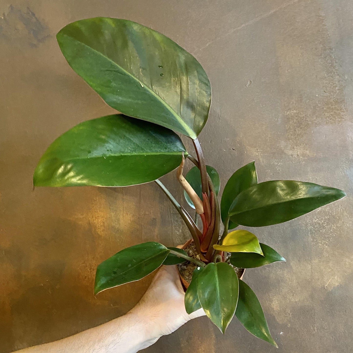 Philodendron Rojo Congo - View 19 from www redcrocus com