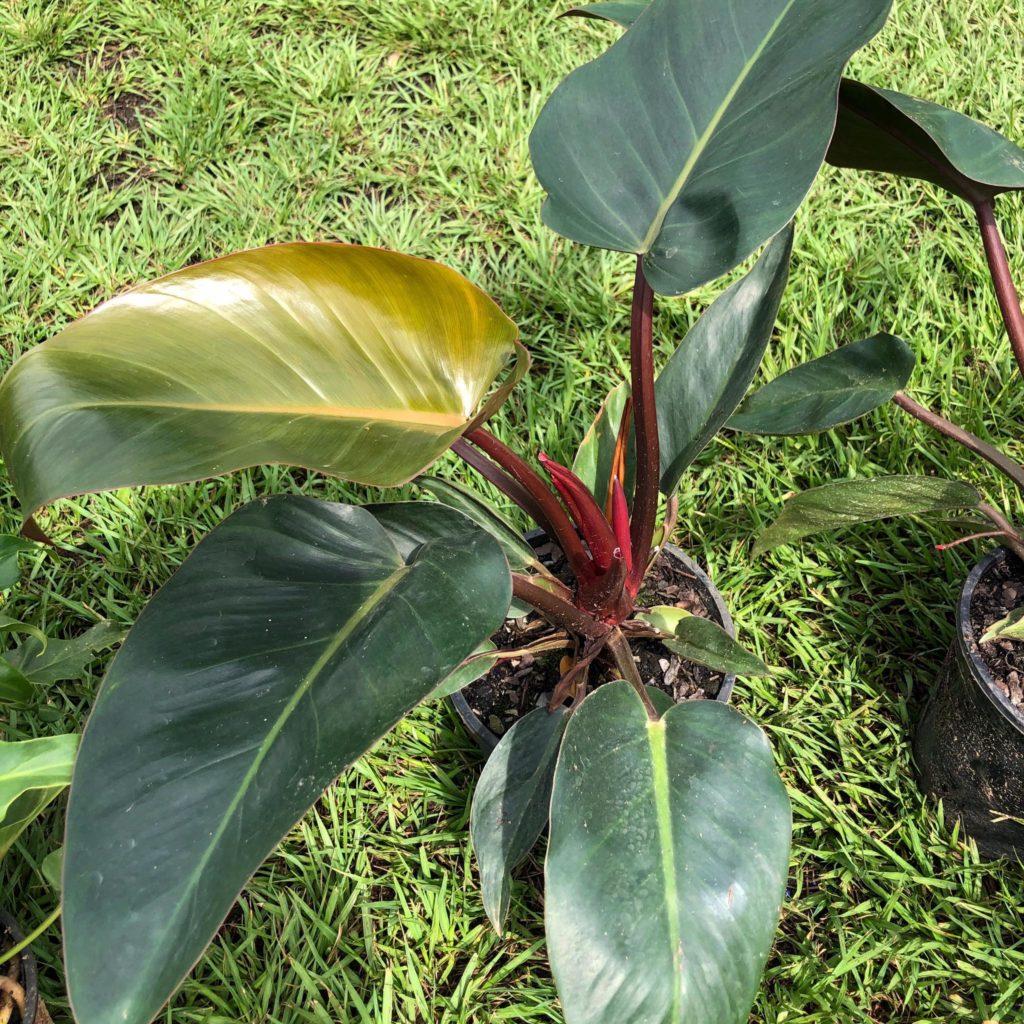 Philodendron Rojo Congo - View 2 from www redcrocus com
