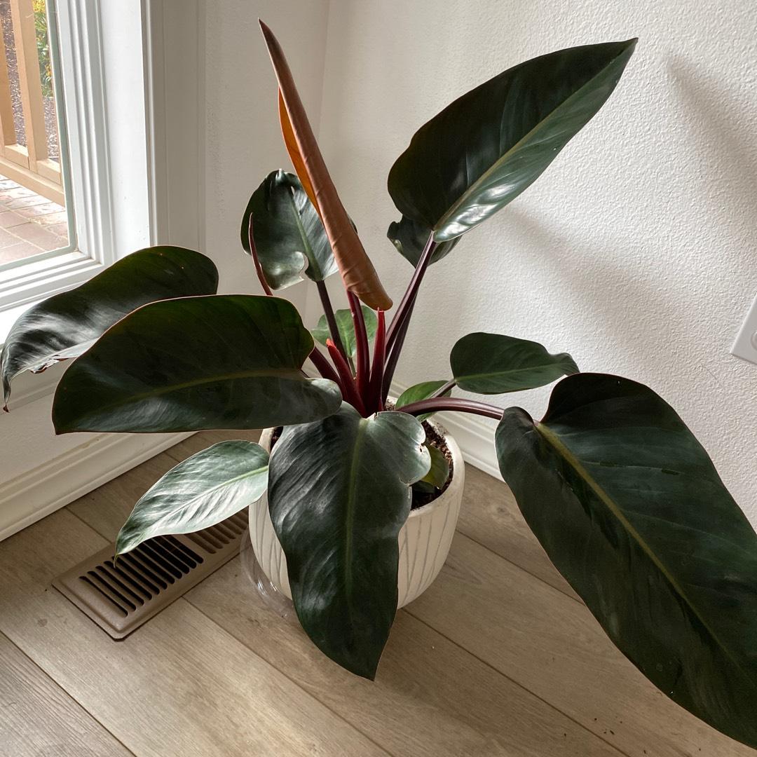 Philodendron Rojo Congo - View 3 from www redcrocus com