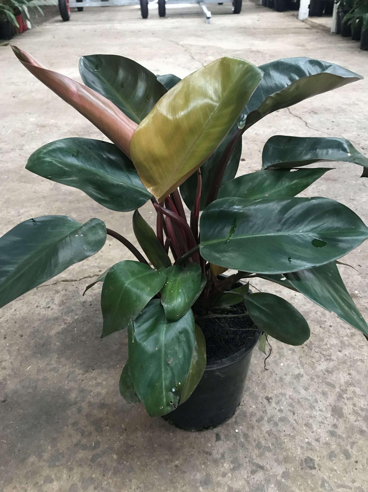 Philodendron Rojo Congo - View 4 from www redcrocus com