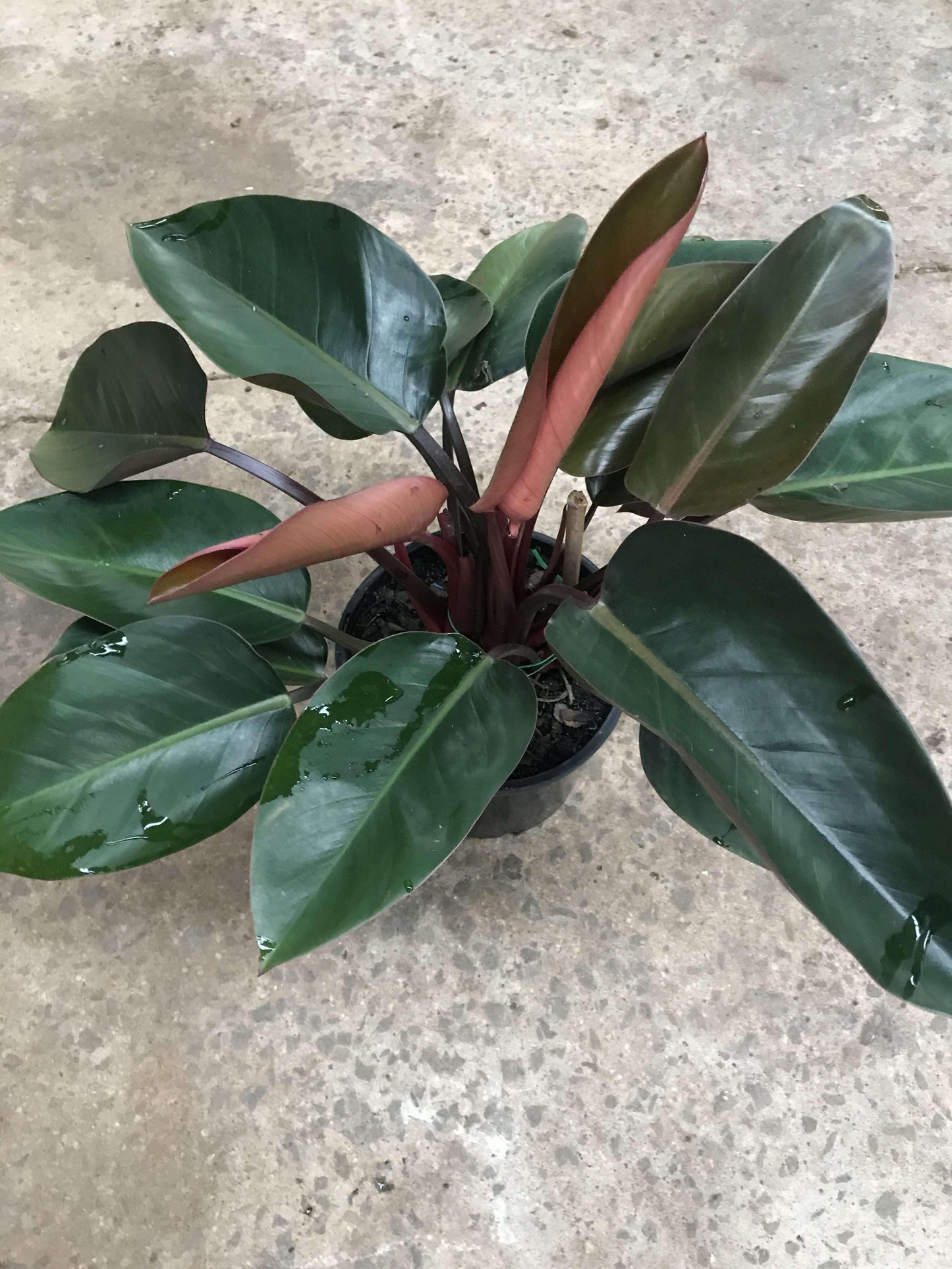 Philodendron Rojo Congo - View 6 from www redcrocus com