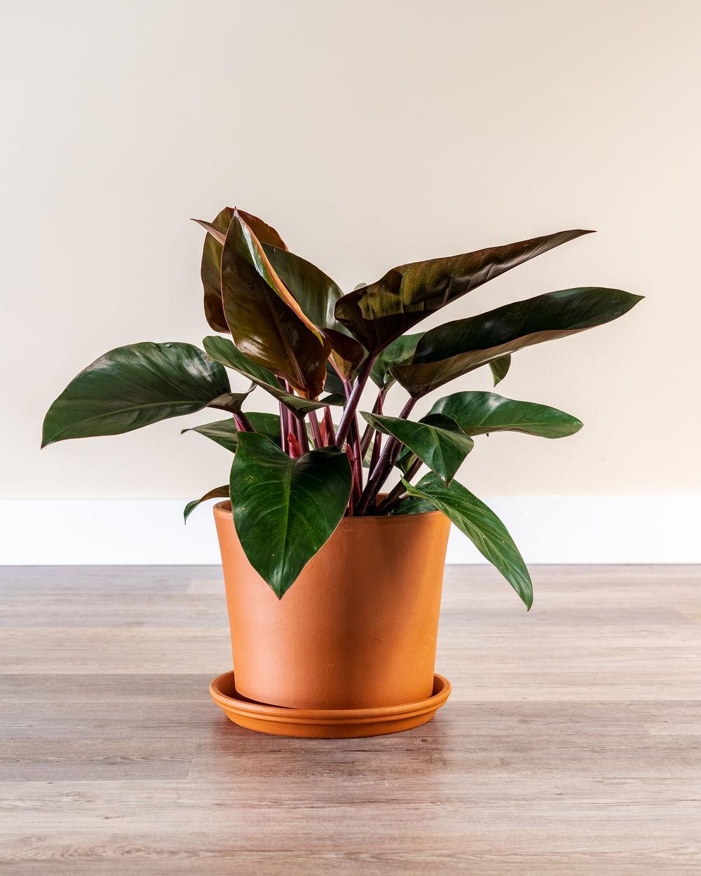 Philodendron Rojo Congo - View 8 from www redcrocus com