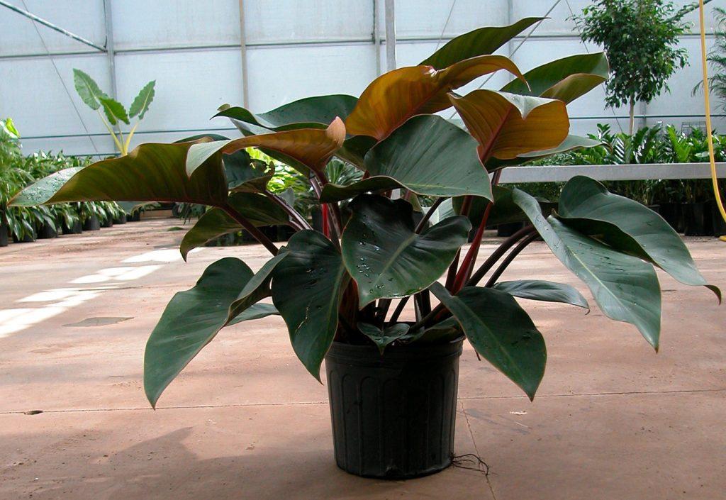 Philodendron Rojo Congo - View 9 from www redcrocus com