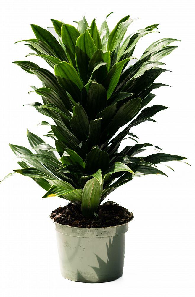 Dracaena Deremensis Janet Craig Compacta Cane - View 12 from www redcrocus com