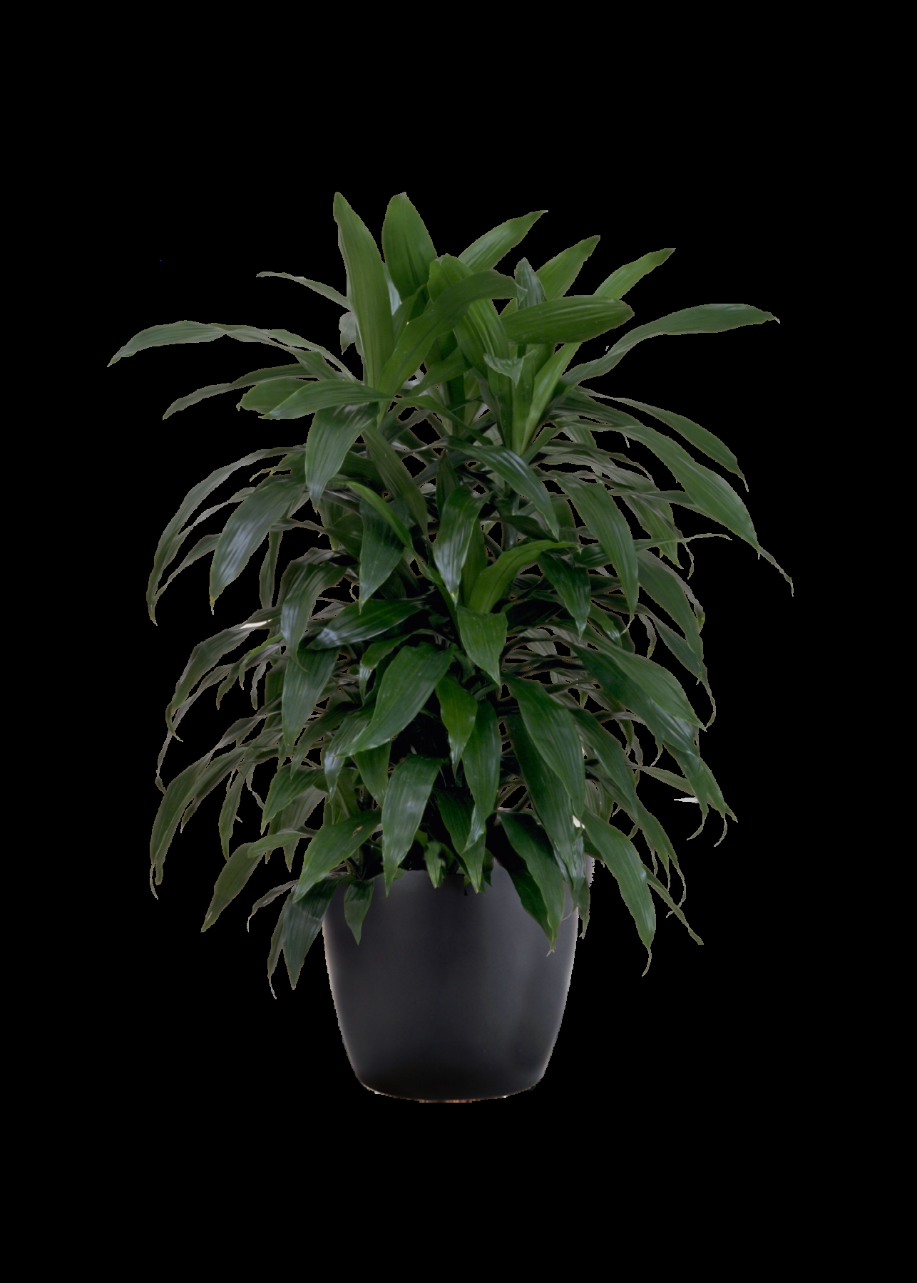 Dracaena Deremensis Janet Craig Compacta Cane - View 17 from www redcrocus com