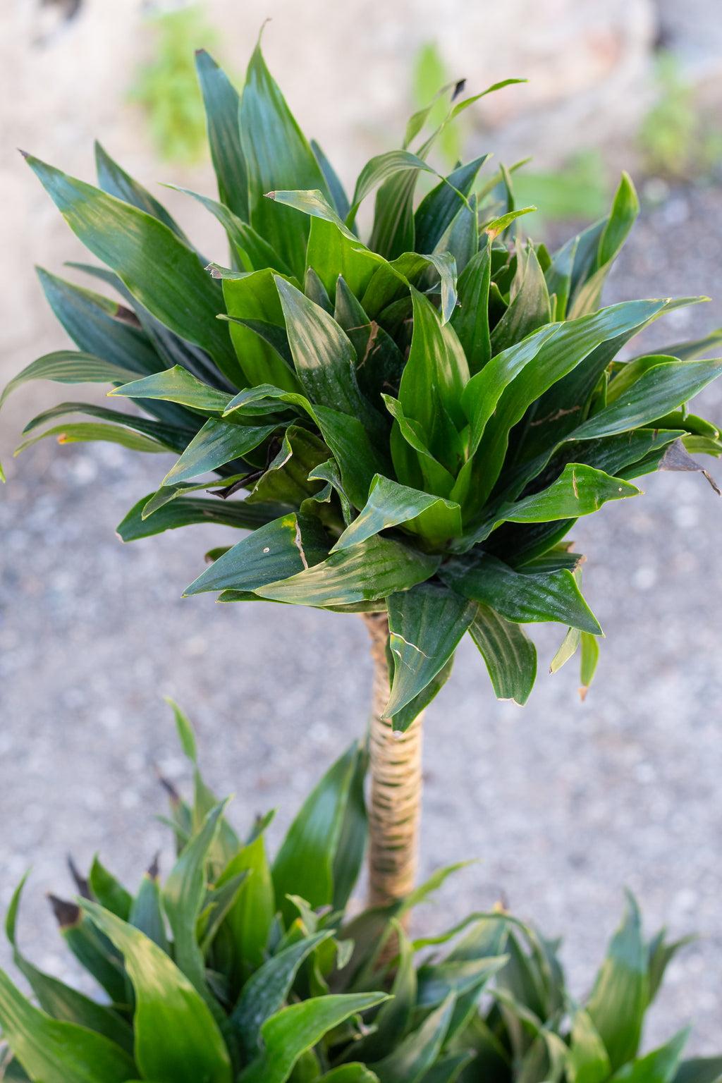 Dracaena Deremensis Janet Craig Compacta Cane - View 3 from www redcrocus com