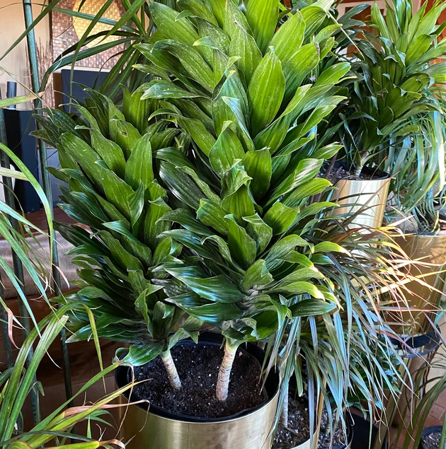Dracaena Deremensis Janet Craig Compacta Cane - View 6 from www redcrocus com