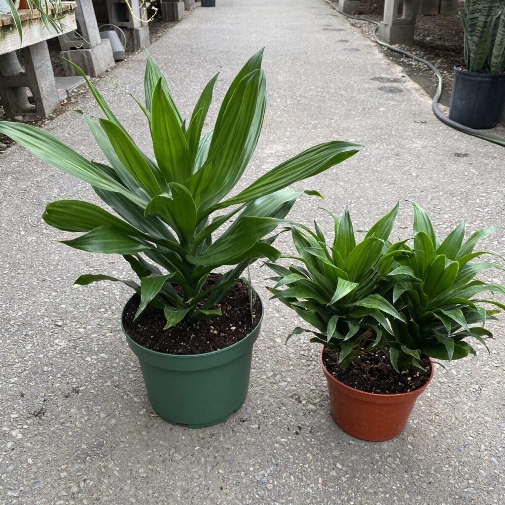 Dracaena Deremensis Janet Craig Compacta Cane - View 7 from www redcrocus com