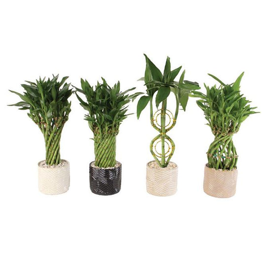 Bamboo Lucky Assorted - View 1 from www redcrocus com