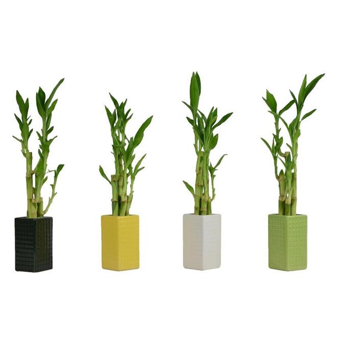 Bamboo Lucky Assorted - View 3 from www redcrocus com