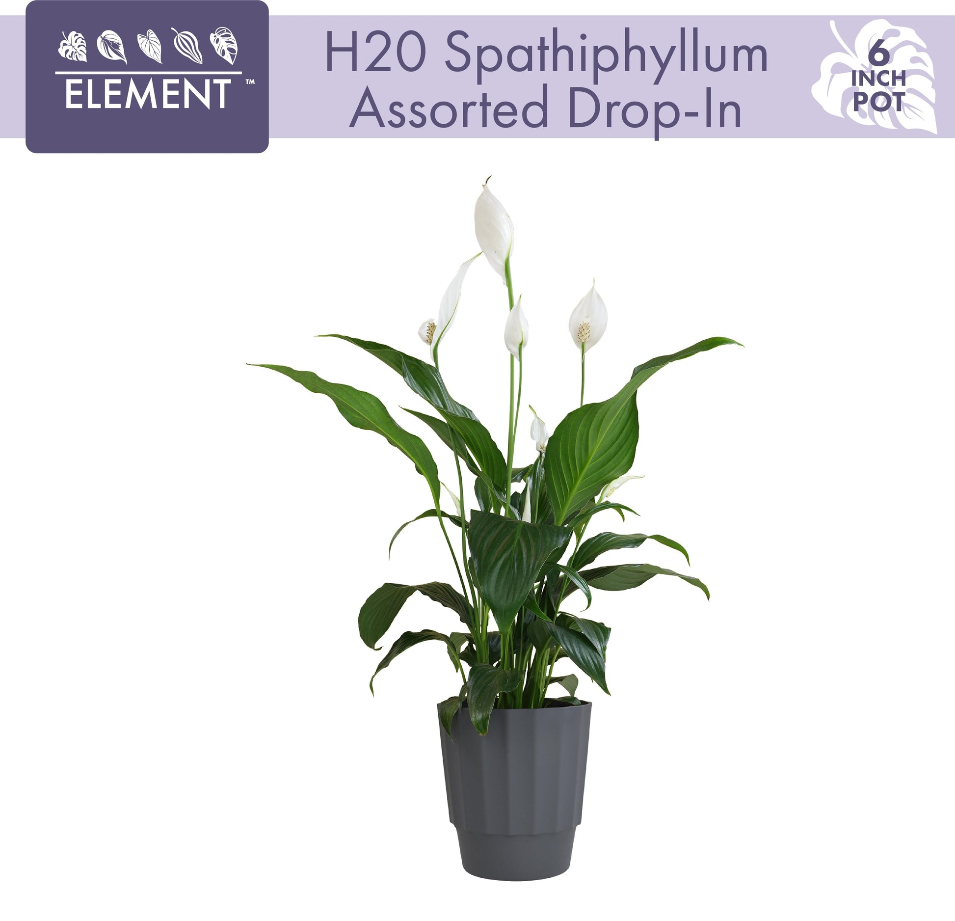 Spathiphyllum, Assorted - View 10 from www redcrocus com