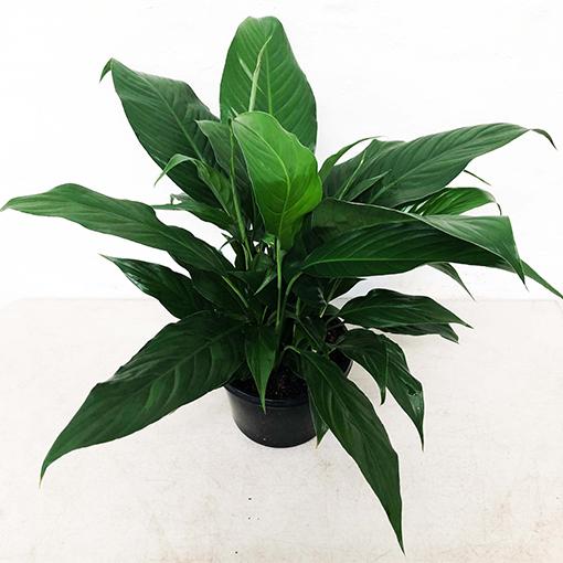 Spathiphyllum, Assorted - View 13 from www redcrocus com