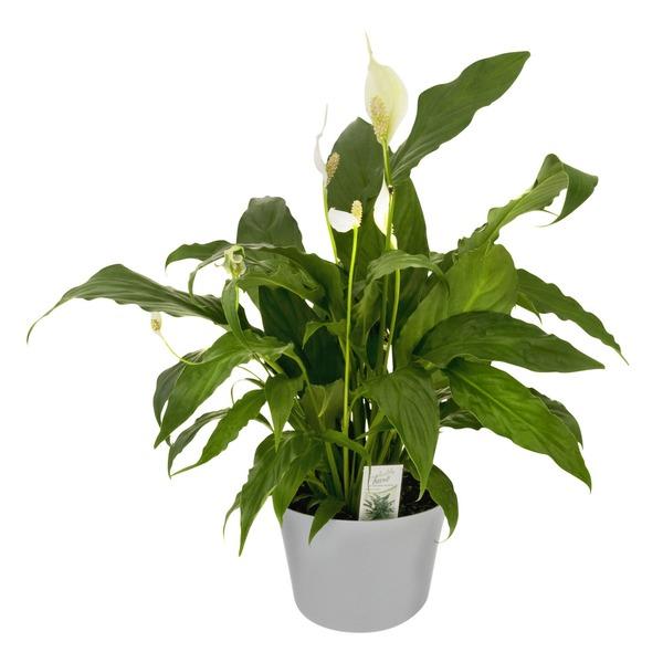Spathiphyllum, Assorted - View 21 from www redcrocus com