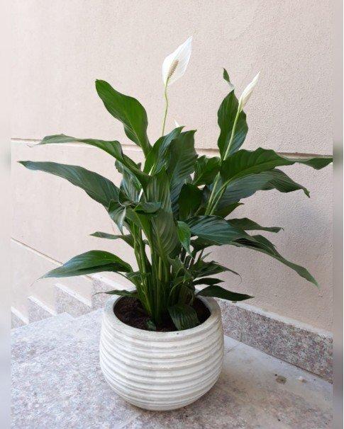 Spathiphyllum, Assorted - View 24 from www redcrocus com