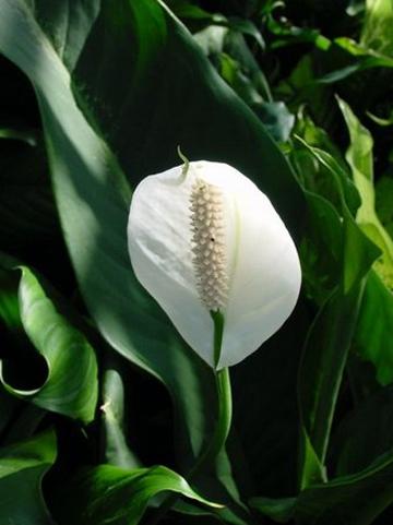 Spathiphyllum, Assorted - View 25 from www redcrocus com