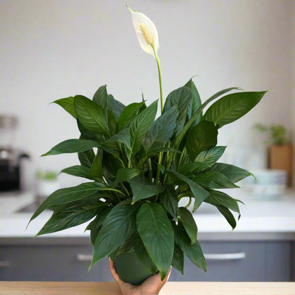 Spathiphyllum, Assorted - View 2 from www redcrocus com