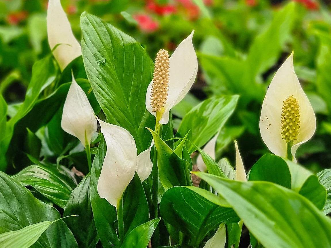Spathiphyllum, Assorted - View 6 from www redcrocus com