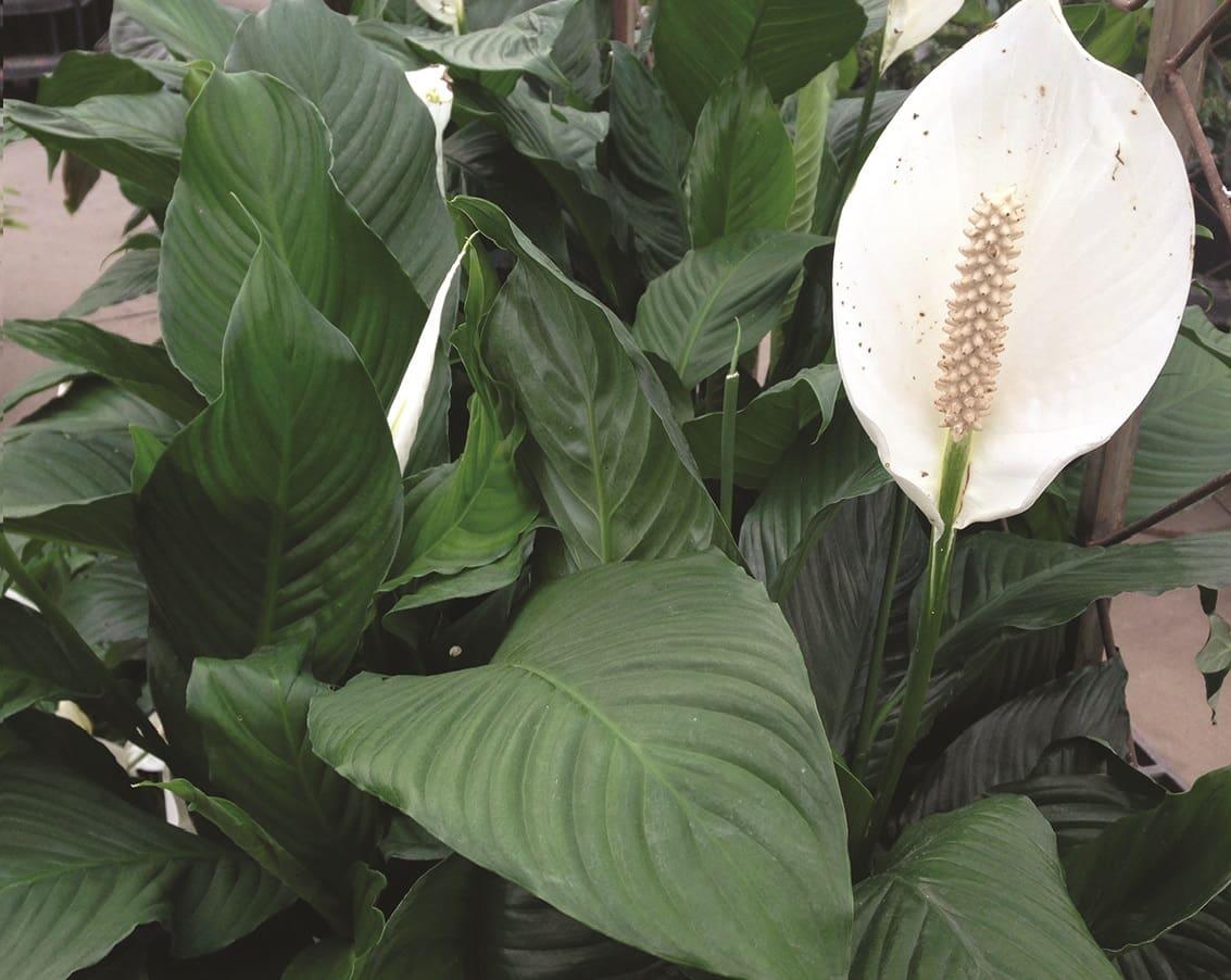 Spathiphyllum, Assorted - View 8 from www redcrocus com