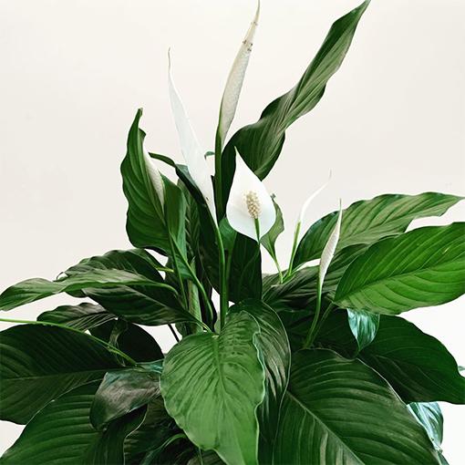 Spathiphyllum, Assorted - View 9 from www redcrocus com