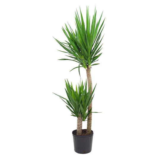 Yucca Assorted Cane - View 1 from www redcrocus com