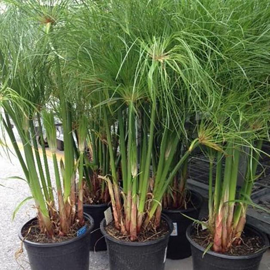 Cyperus Papyrus Little Tut - View 12 from www redcrocus com