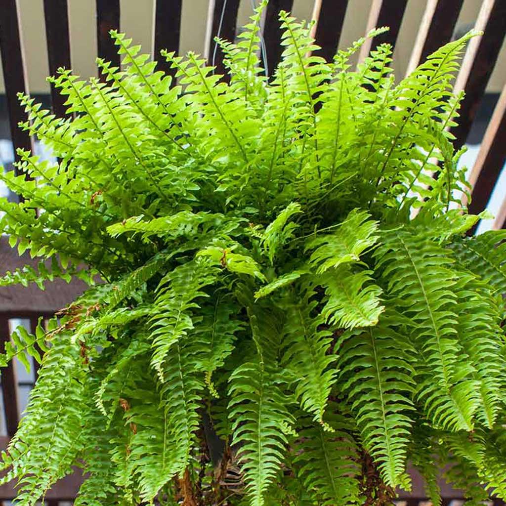 Fern Nephrolepis Assorted - View 12 from www redcrocus com