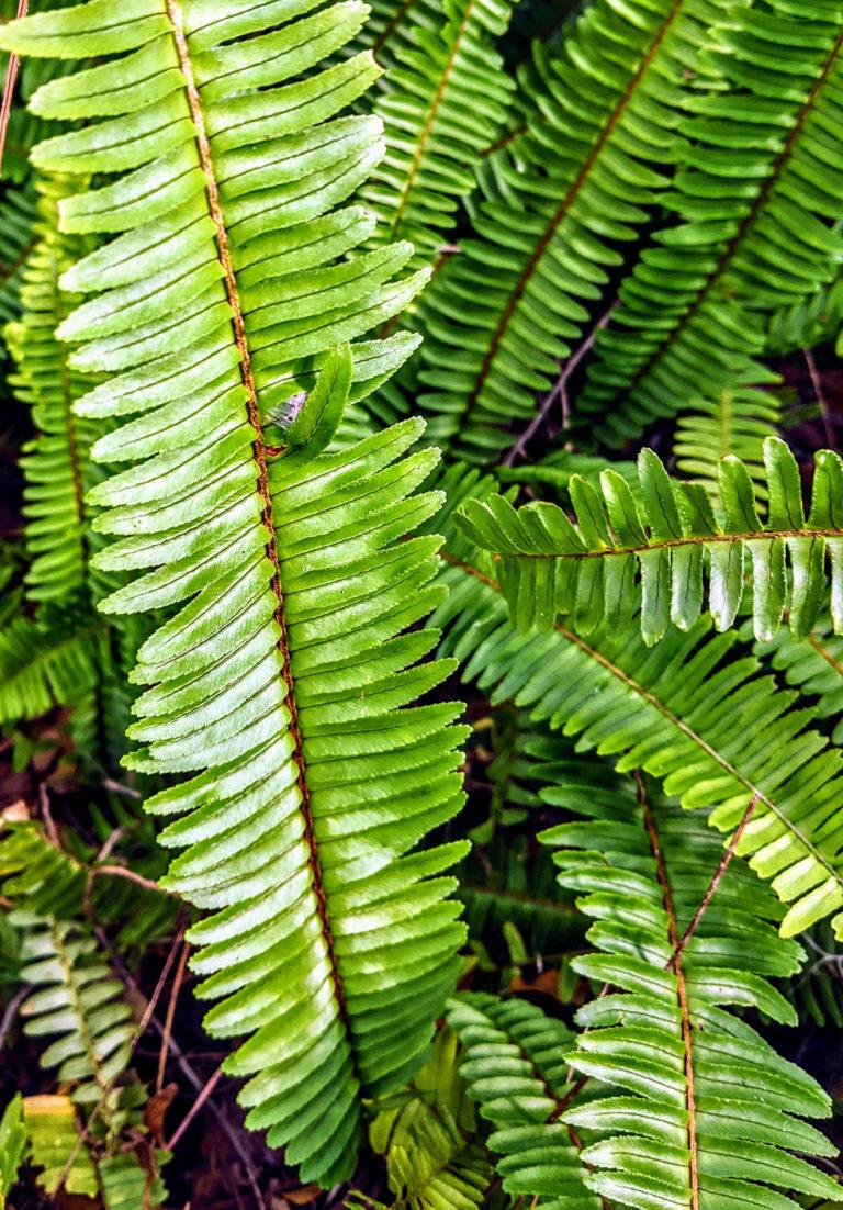 Fern Nephrolepis Assorted - View 13 from www redcrocus com