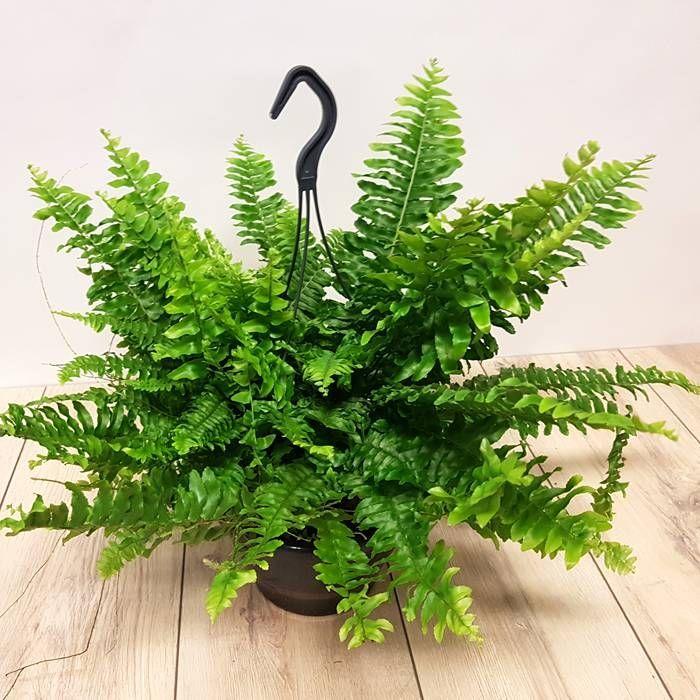 Fern Nephrolepis Assorted - View 16 from www redcrocus com