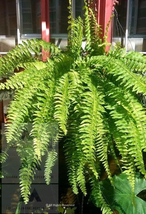 Fern Nephrolepis Assorted - View 7 from www redcrocus com