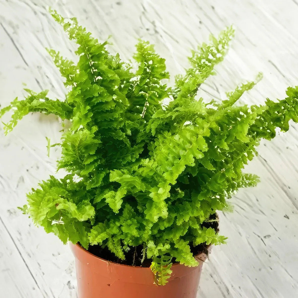 Fern Nephrolepis Exaltata Assorted - View 16 from www redcrocus com