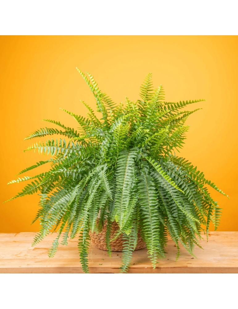 Fern Nephrolepis Exaltata Assorted - View 19 from www redcrocus com