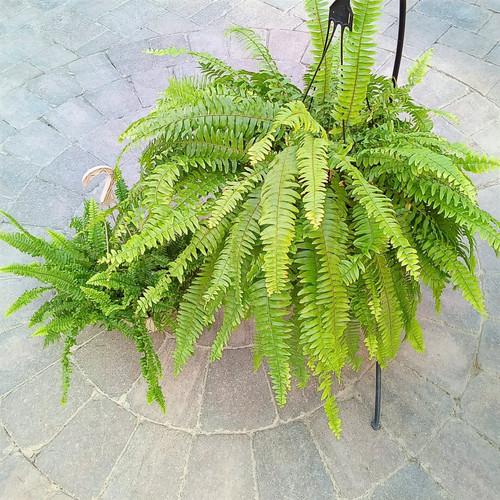 Fern Nephrolepis Exaltata Assorted - View 1 from www redcrocus com
