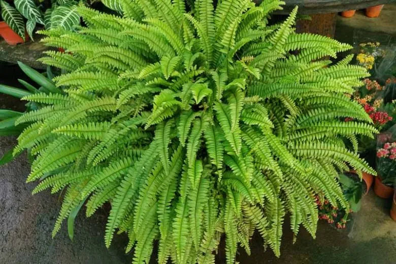 Fern Nephrolepis Exaltata Assorted - View 2 from www redcrocus com