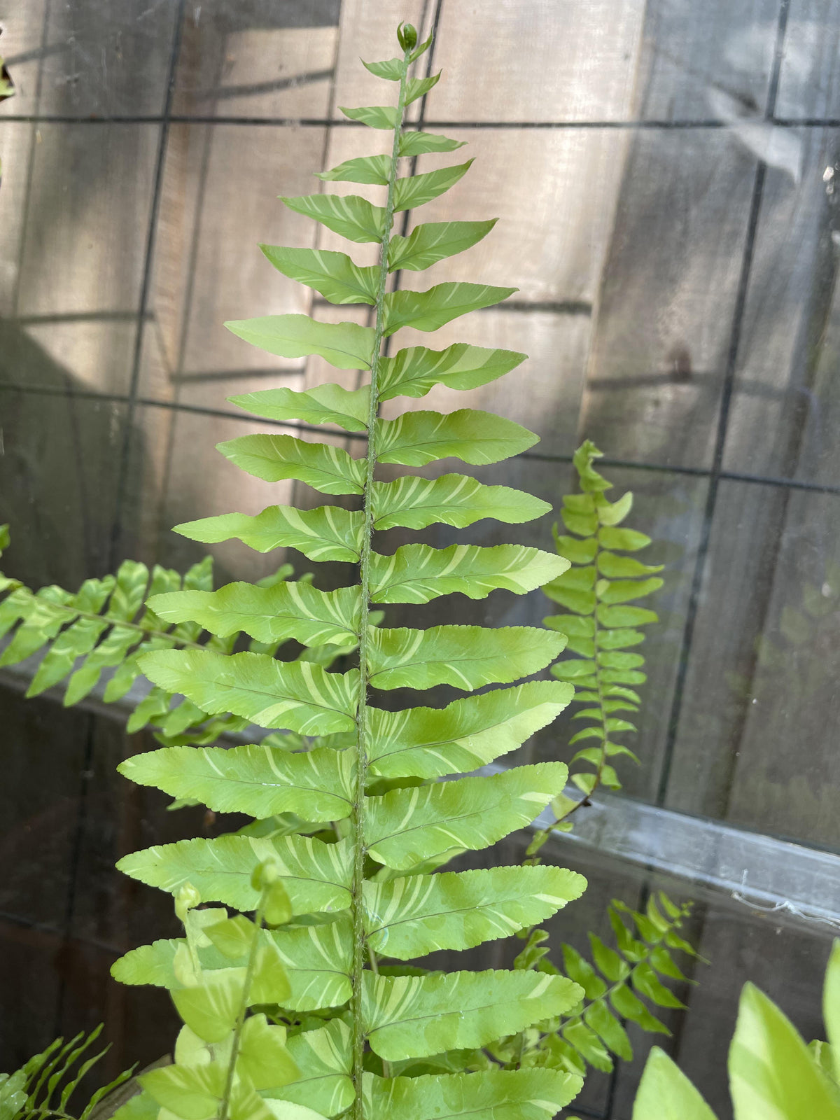 Fern Nephrolepis Exaltata Assorted - View 6 from www redcrocus com
