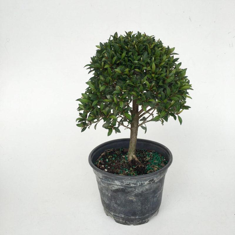 Flowering Brush Cherry Bonsai Tree - Medium (Eugenia Myrtifolia Flowering Brush Cherry Bonsai Tree - Medium (Eugenia Myrtifolia