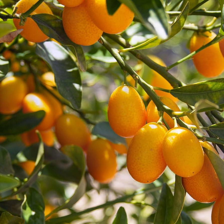 Citrus, Kumquat, Assorted, Standard - View 10 from www redcrocus com