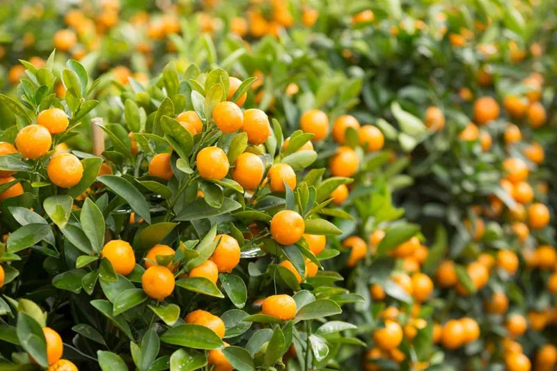 Citrus, Kumquat, Assorted, Standard - View 13 from www redcrocus com