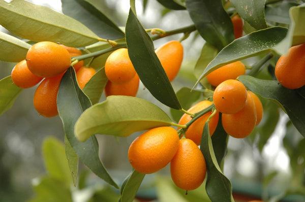 Citrus, Kumquat, Assorted, Standard - View 15 from www redcrocus com