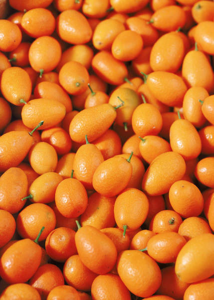 Citrus, Kumquat, Assorted, Standard - View 17 from www redcrocus com