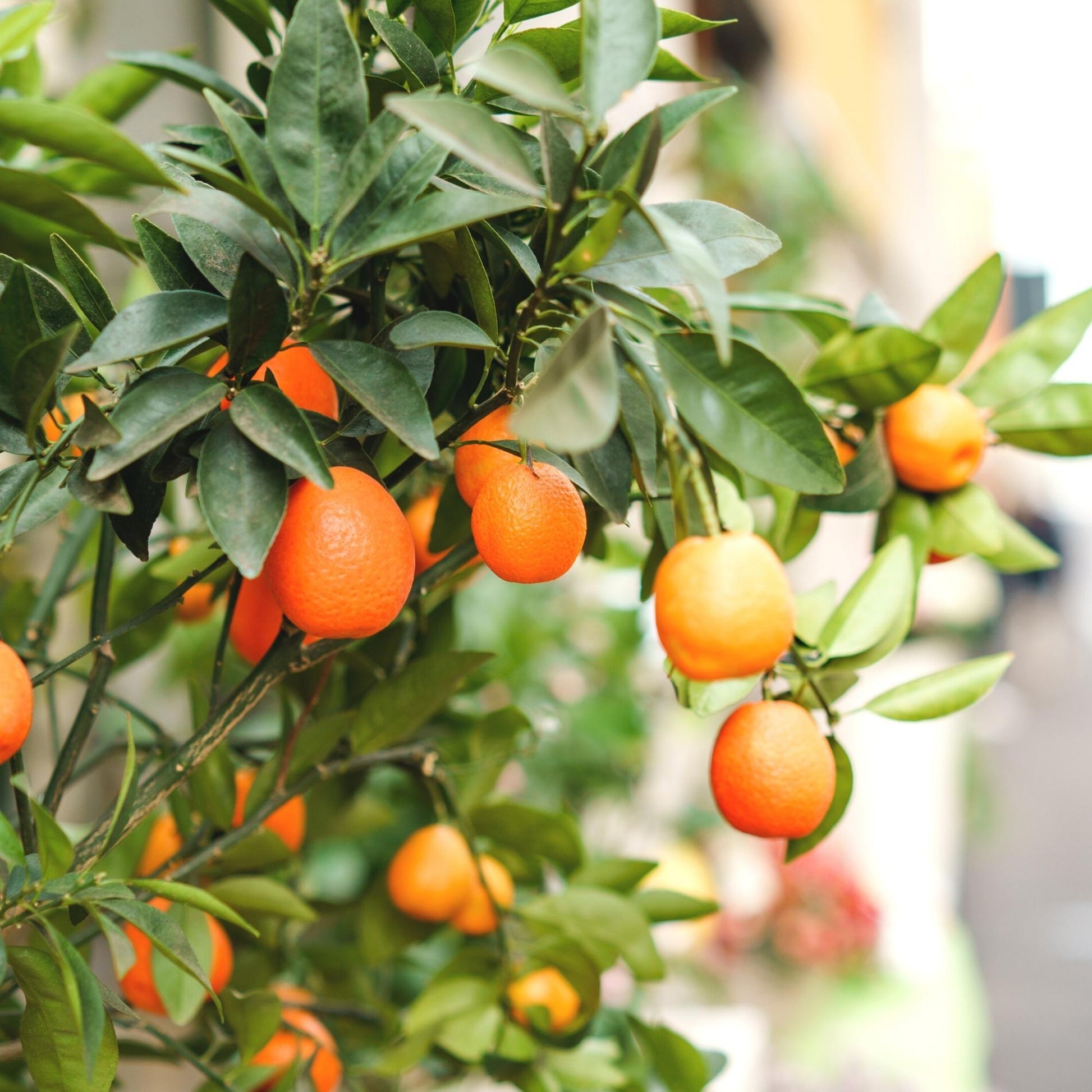 Citrus, Kumquat, Assorted, Standard - View 1 from www redcrocus com