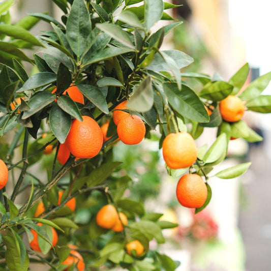 Citrus, Kumquat, Assorted, Standard - View 1 from www redcrocus com